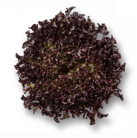 barbex-rz-primed-red-crisp-frisee-seed