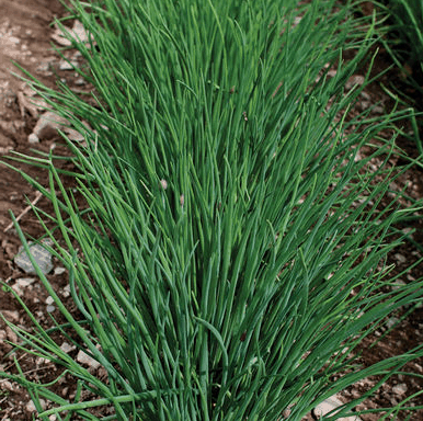 staro-organic-chive-seed
