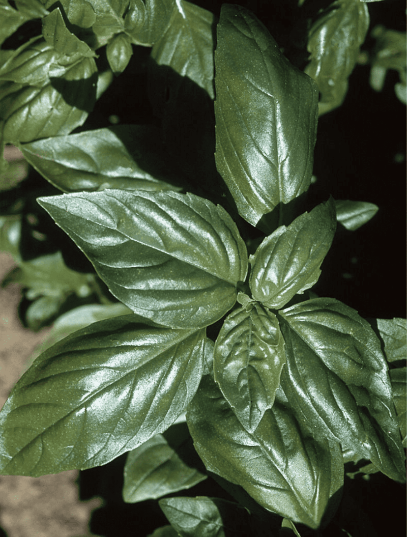 aroma-2-organic-basil-seed