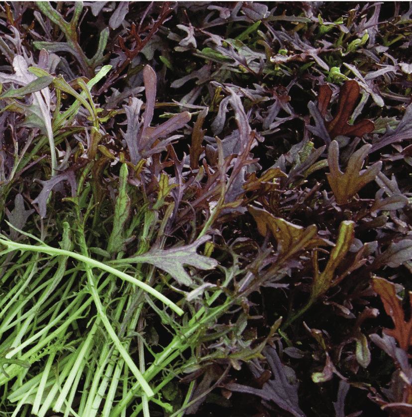 Red Mizuna | Mustard Green Seed
