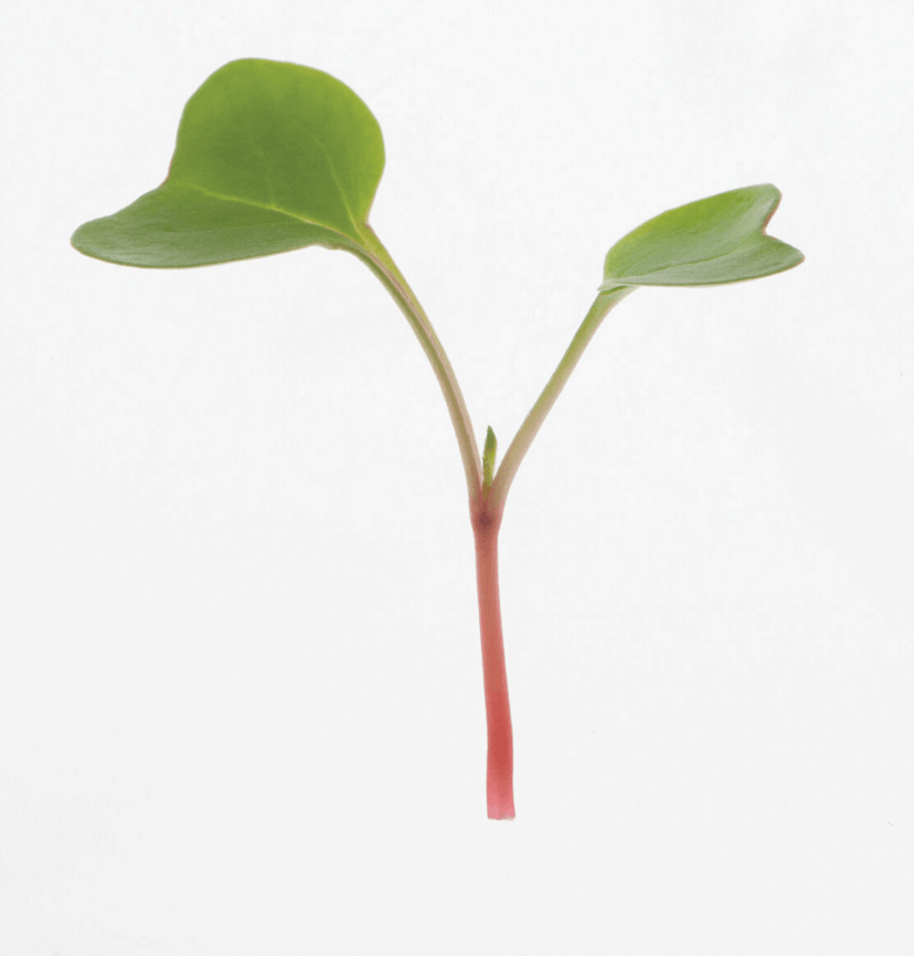pink-radish-microgreen-seed