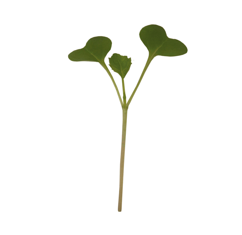 broccoli-microgreen-seed
