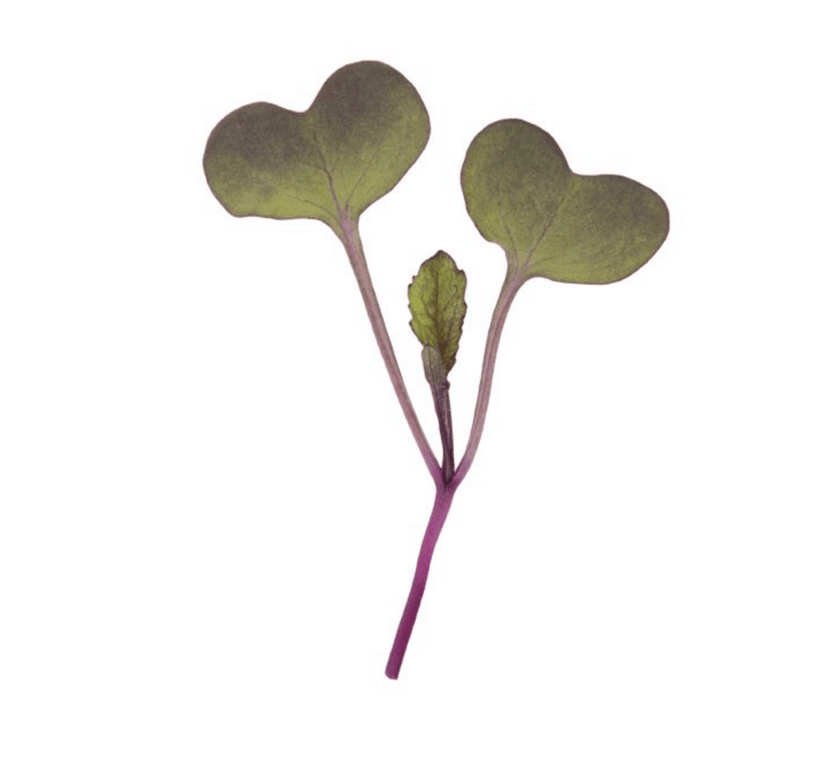 radish-sango-microgreen-seed