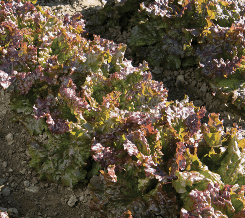 red-sails-organic-lettuce-seed