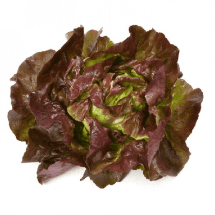 skyphos-rz-primed-mignonette-butterhead-seed