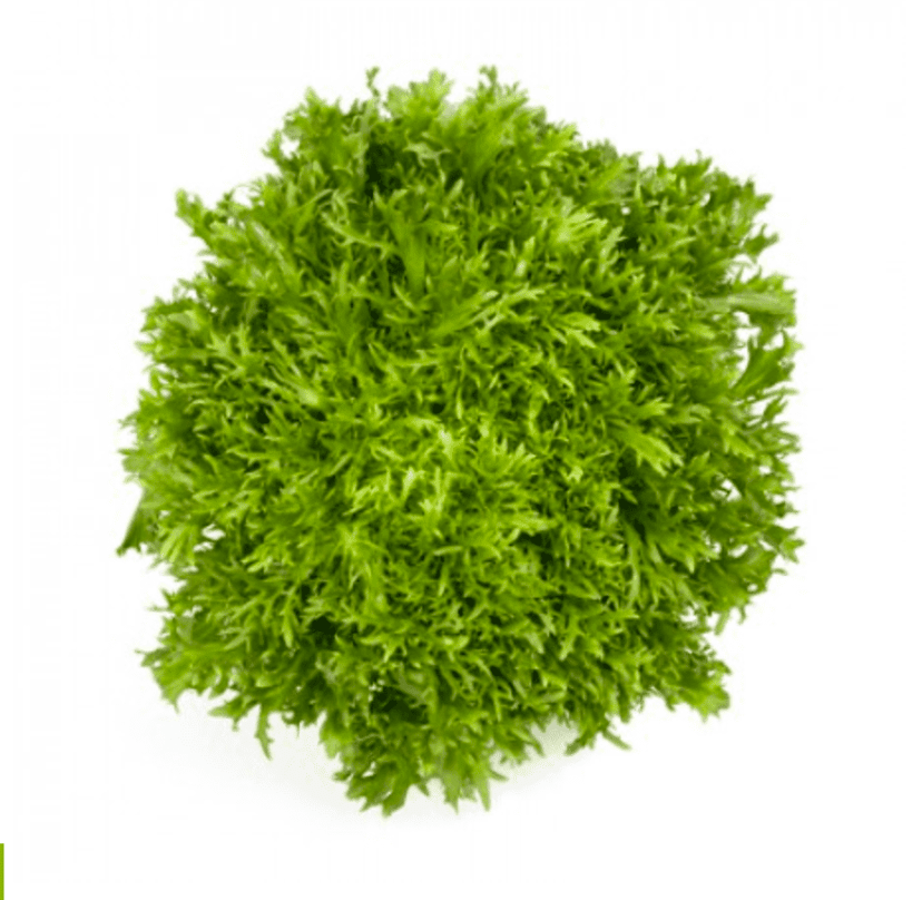 korbi-rz-pelleted-tres-fine-maraiere-endive-seed