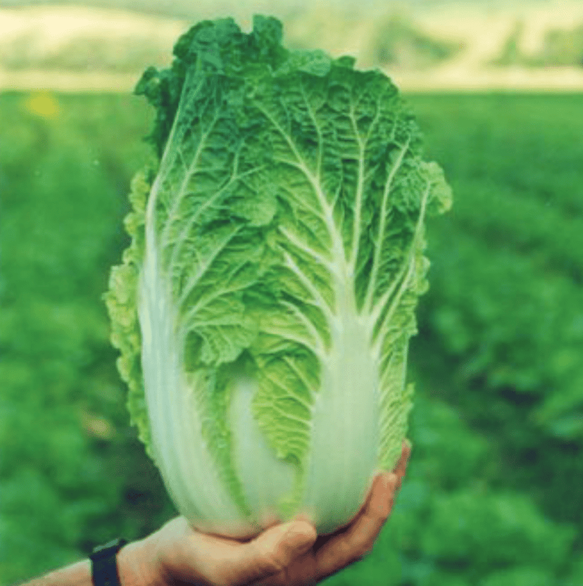 matilda-f1-wombok-chinese-cabbage-seed
