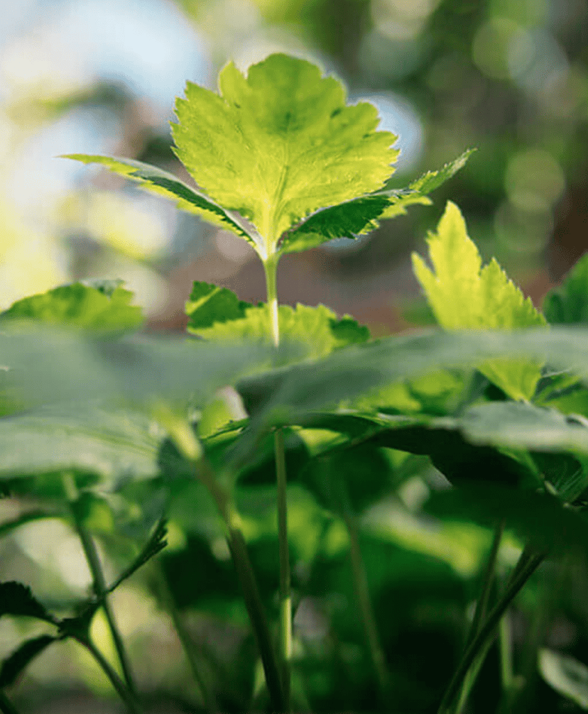 mitsuba-japanese-parsley-seed