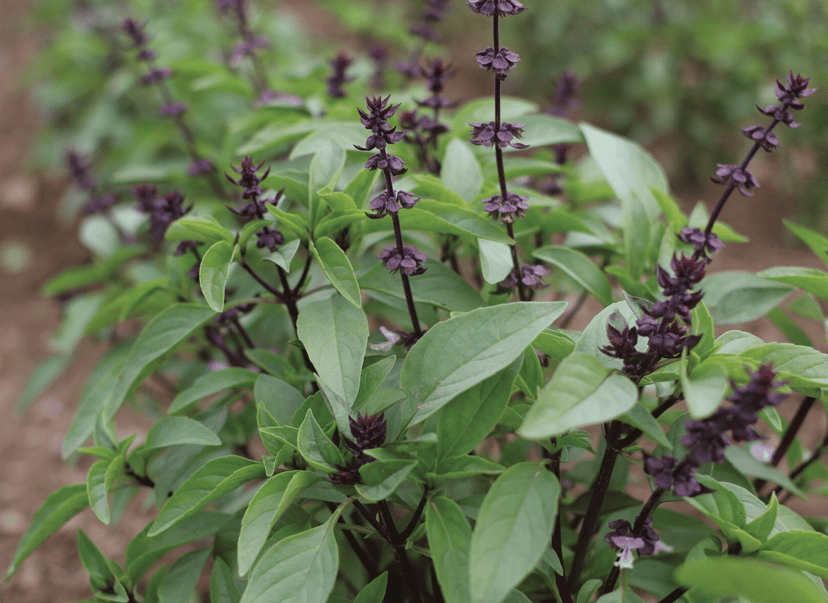 sweet-thai-basil-seed