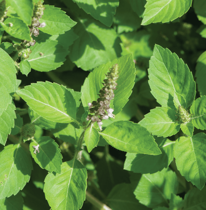 kapoor-tulsi-holy-basil-organic-basil-seed