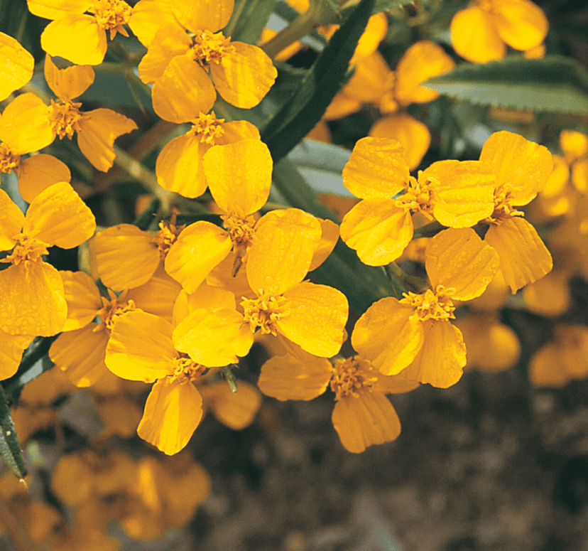 mexican-mint-marigold-seed