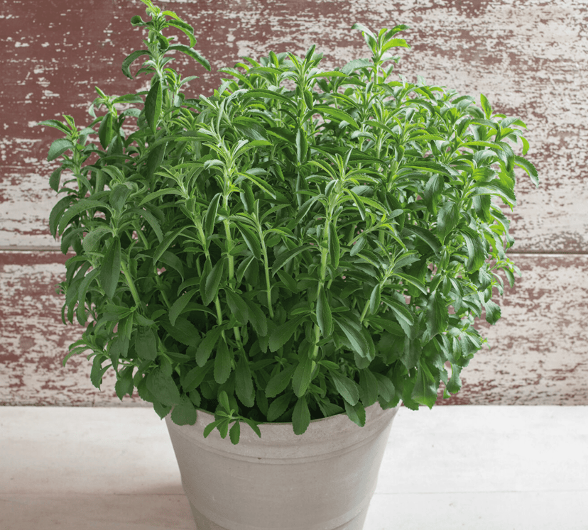 stevia-organic-herb-seed