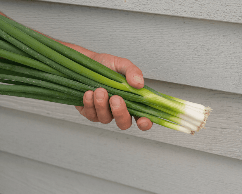 nabechan-f1-spring-onion-seed