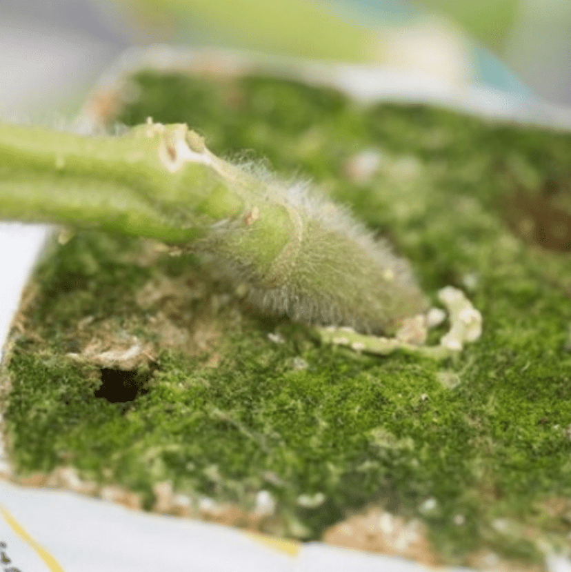kaiser-solanaceous-rootstock-seed