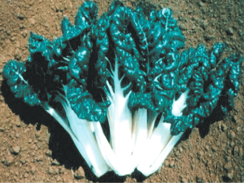 success-silverbeet-seed