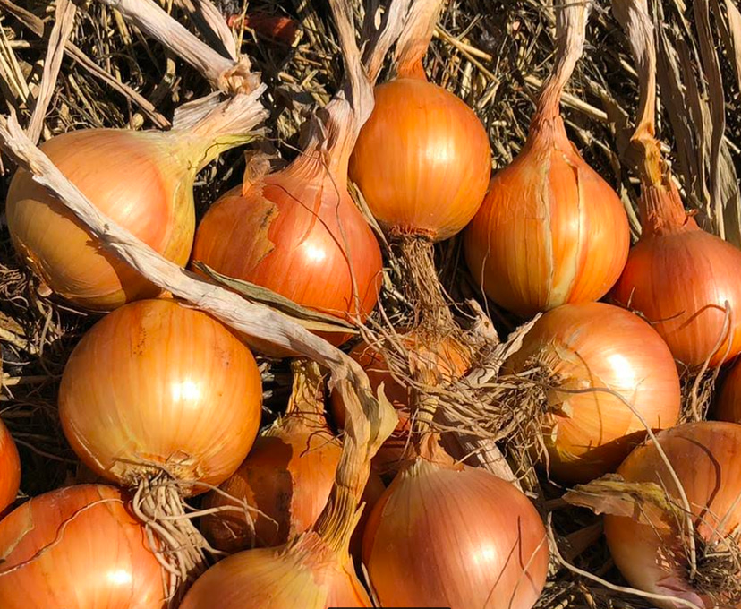 australian-early-brown-onion-seed