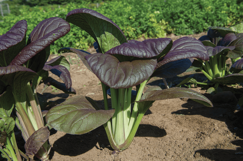 rosie-f1-pak-choi-seed