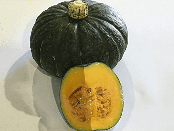 potkin-small-f1-squash-seed