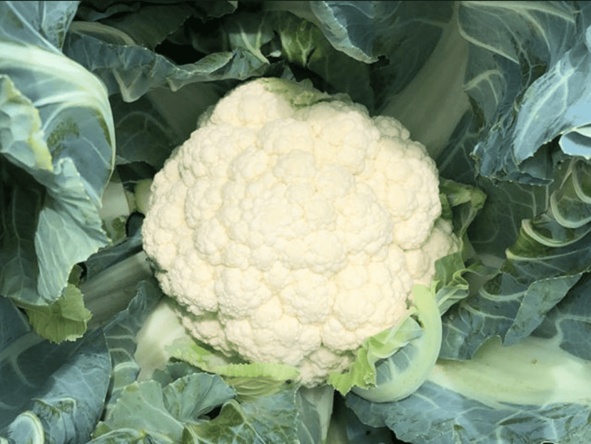 serenity-f1-cauliflower-seed