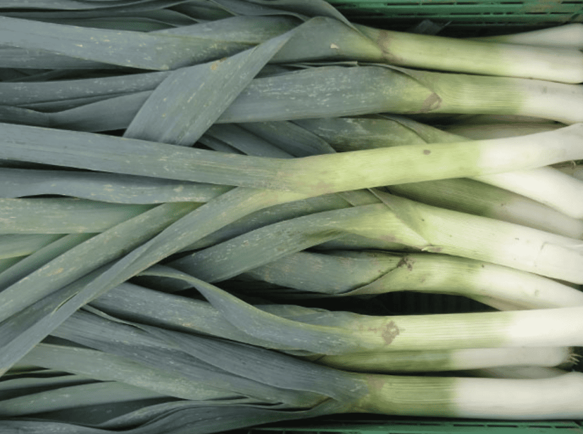 takrima-f1-autumn-leek-seed