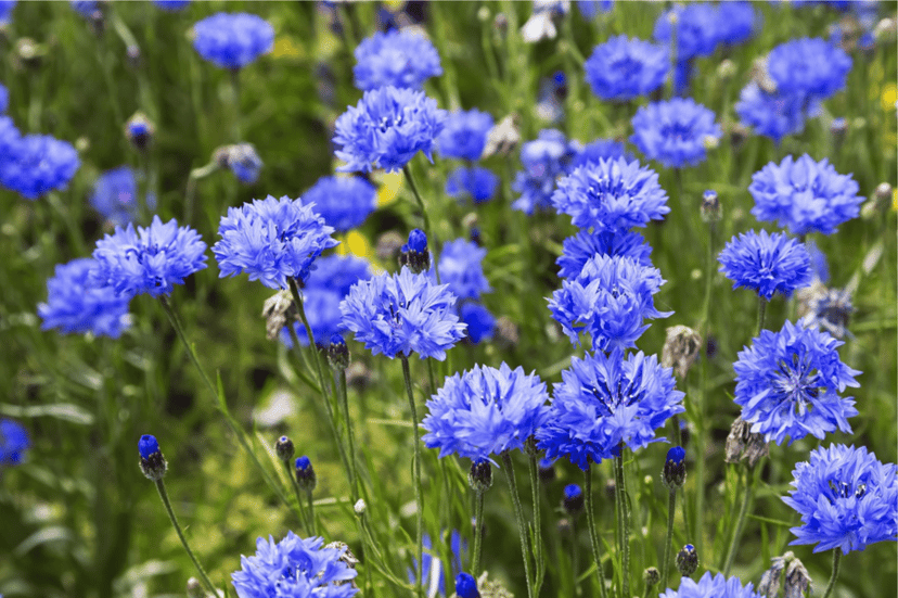 dwarf-blue-cornflower-seed