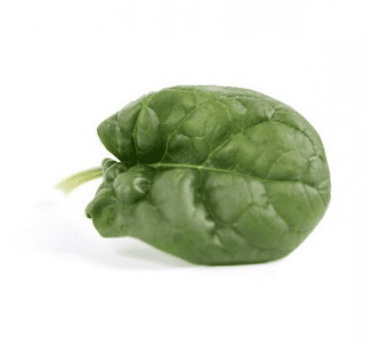 kolibri-rz-f1-semi-savoy-spinach-seed
