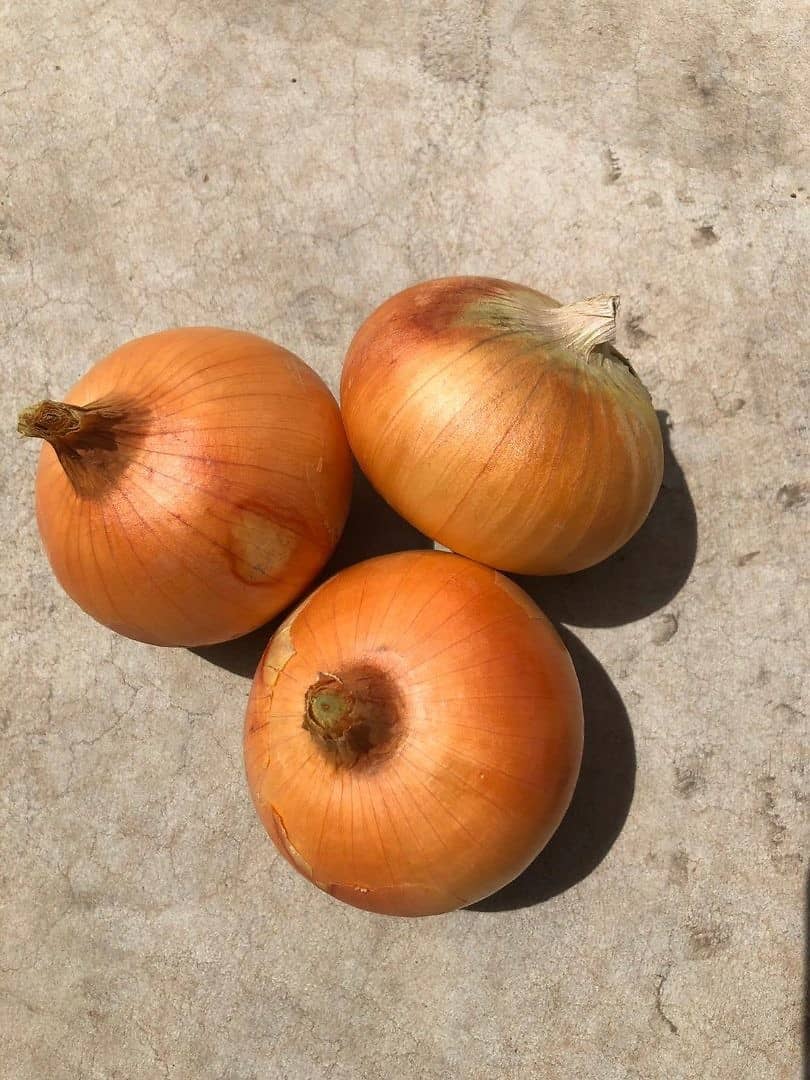 dolce-sweet-golden-onion-seed