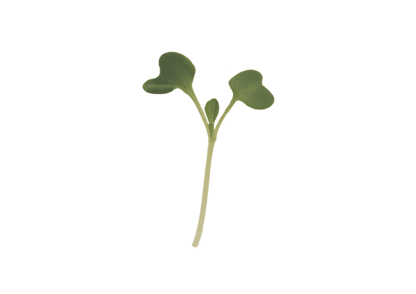 tatsoi-microgreen-seed