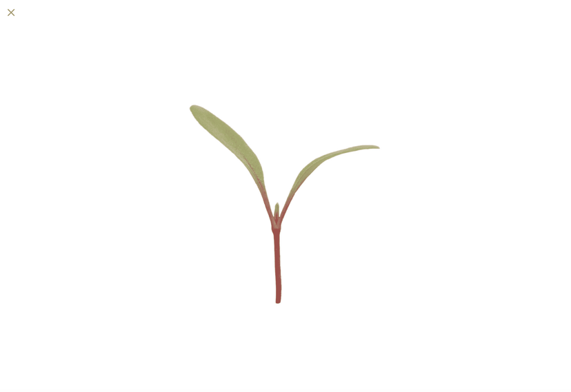 red-chard-microgreen-seed