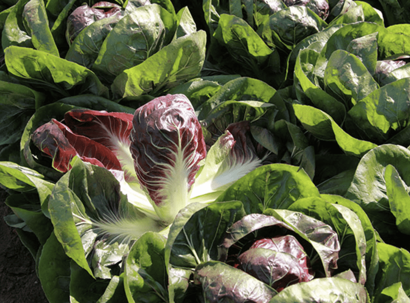 giove-f1-radicchio-seed