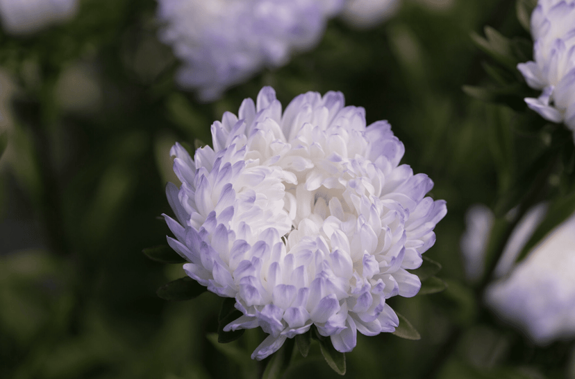 tower-silver-summer-aster-seed