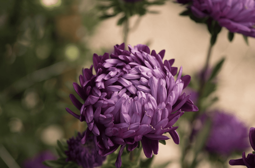 tower-violet-summer-aster-seed