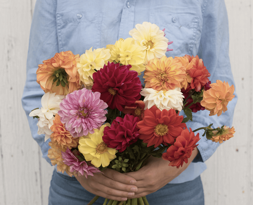 giant-hybrid-mix-dahlia-seed
