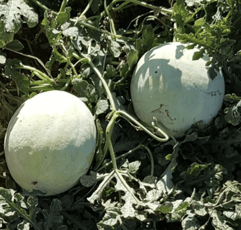 lion-pollinator-watermelon-seed