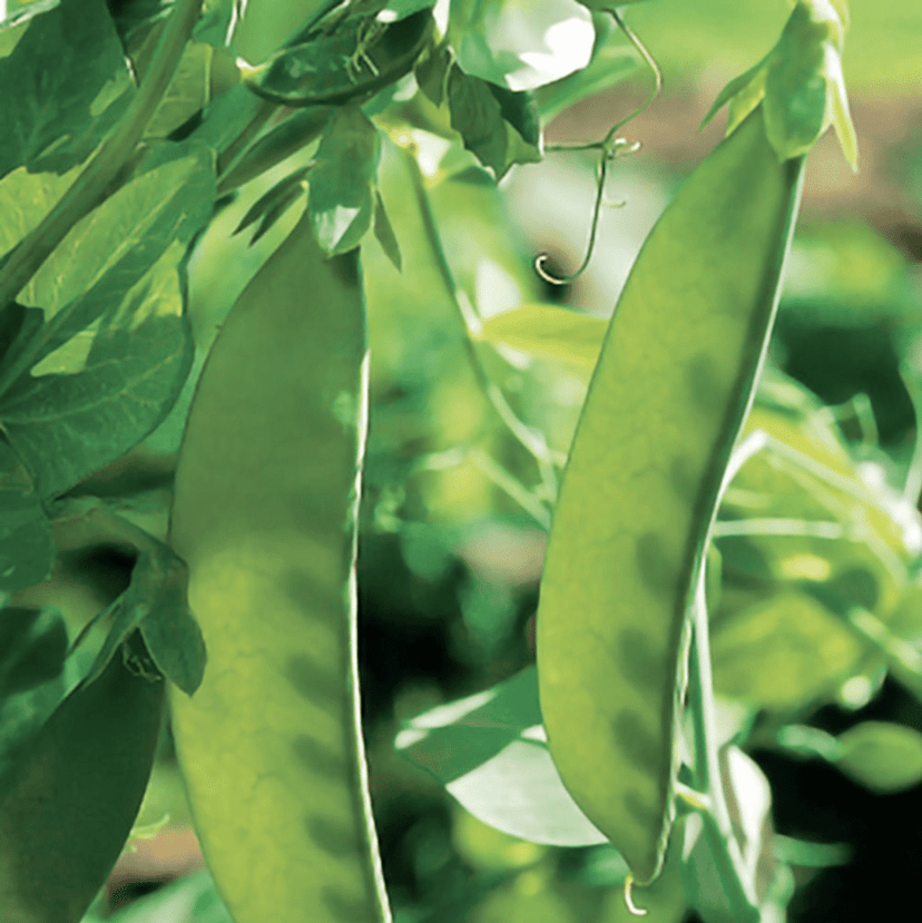 oregon-giant-snow-pea