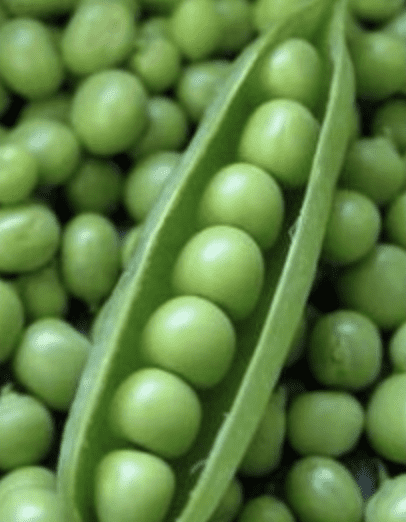 massey-gem-garden-pea-seed
