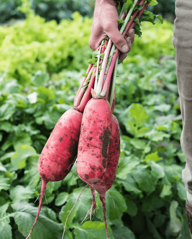red-king-2-f1-radish-seed