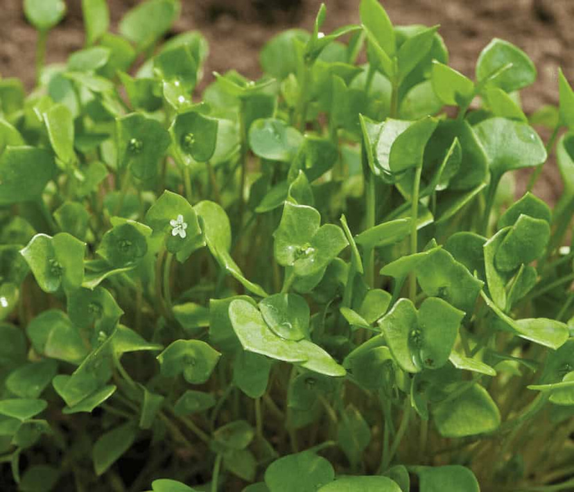Claytonia Seed