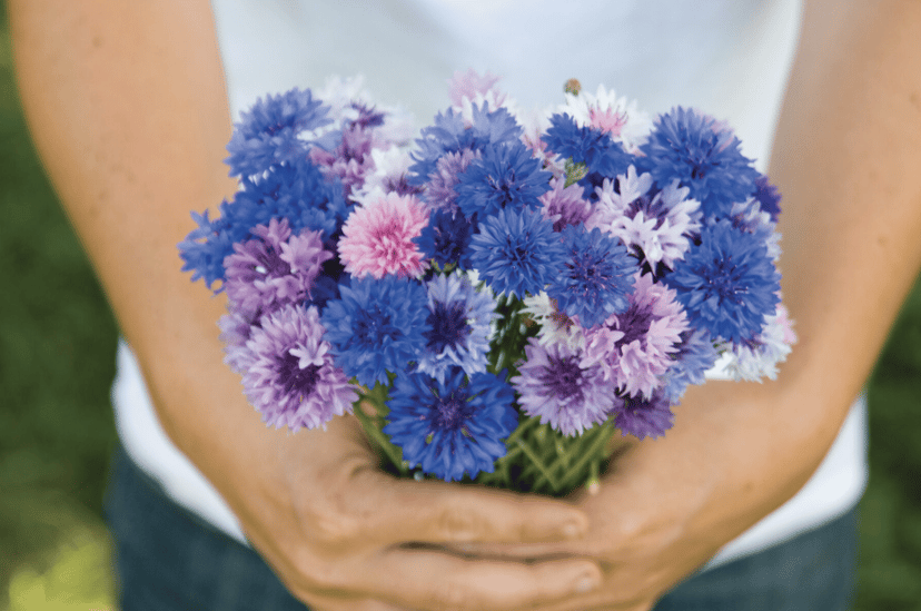 choice-mix-cornflower-seed