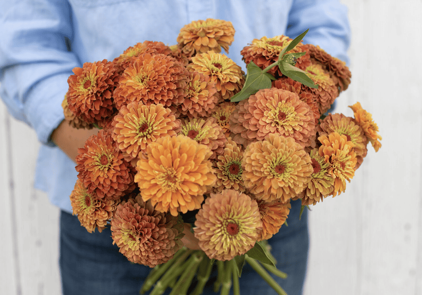 queen-lime-orange-zinnia-seed