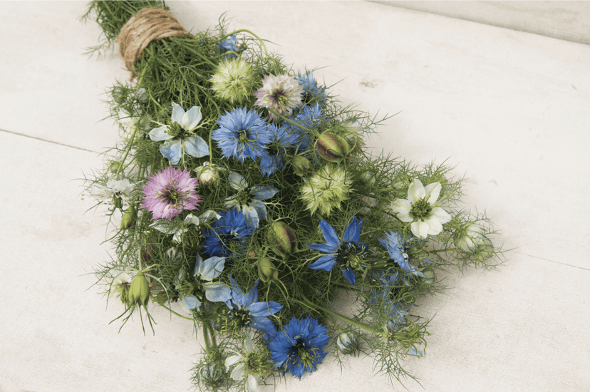 love-in-a-mist-nigella-seed
