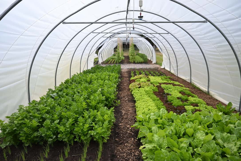 Greenhouse Film