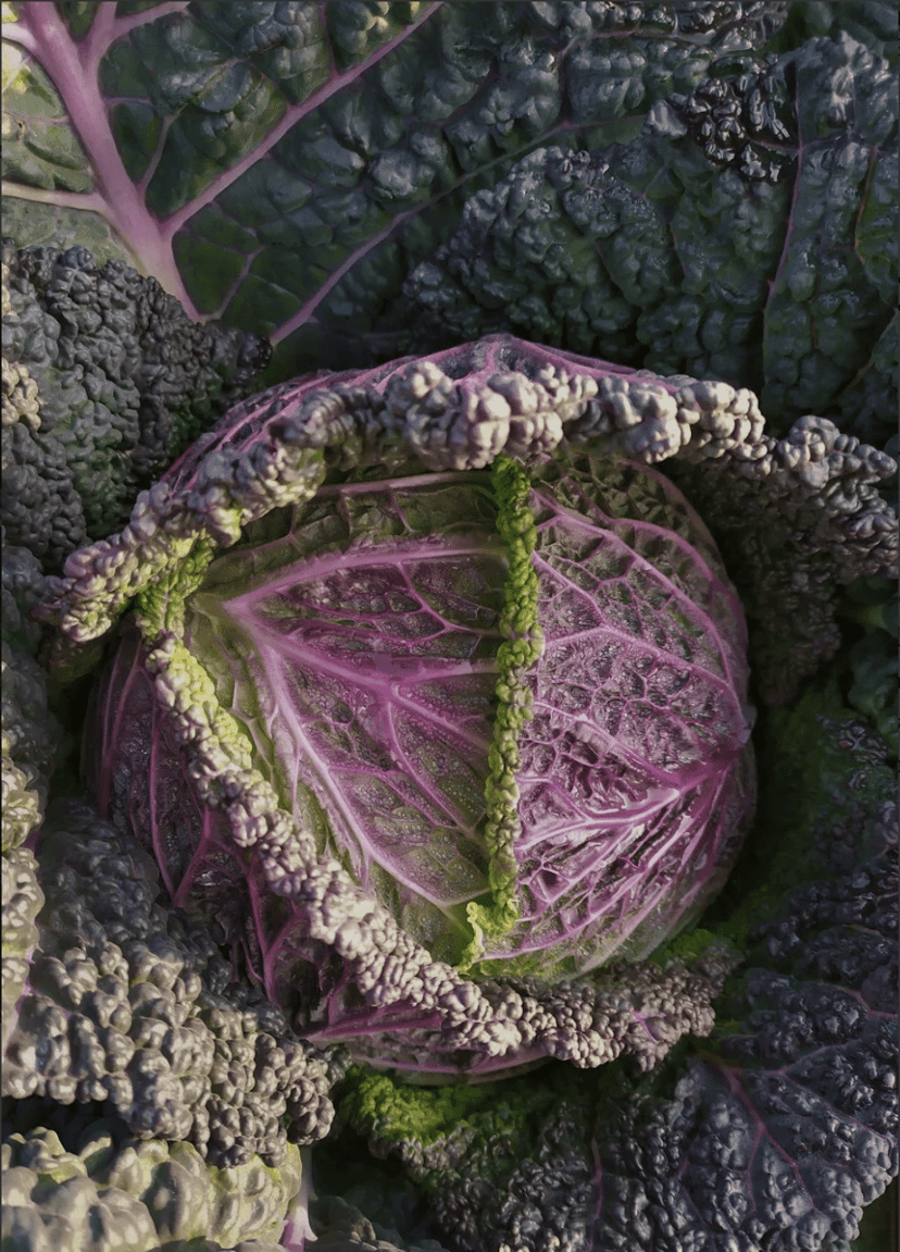 Moretta di Veronella | Organic Savoy Cabbage Seed