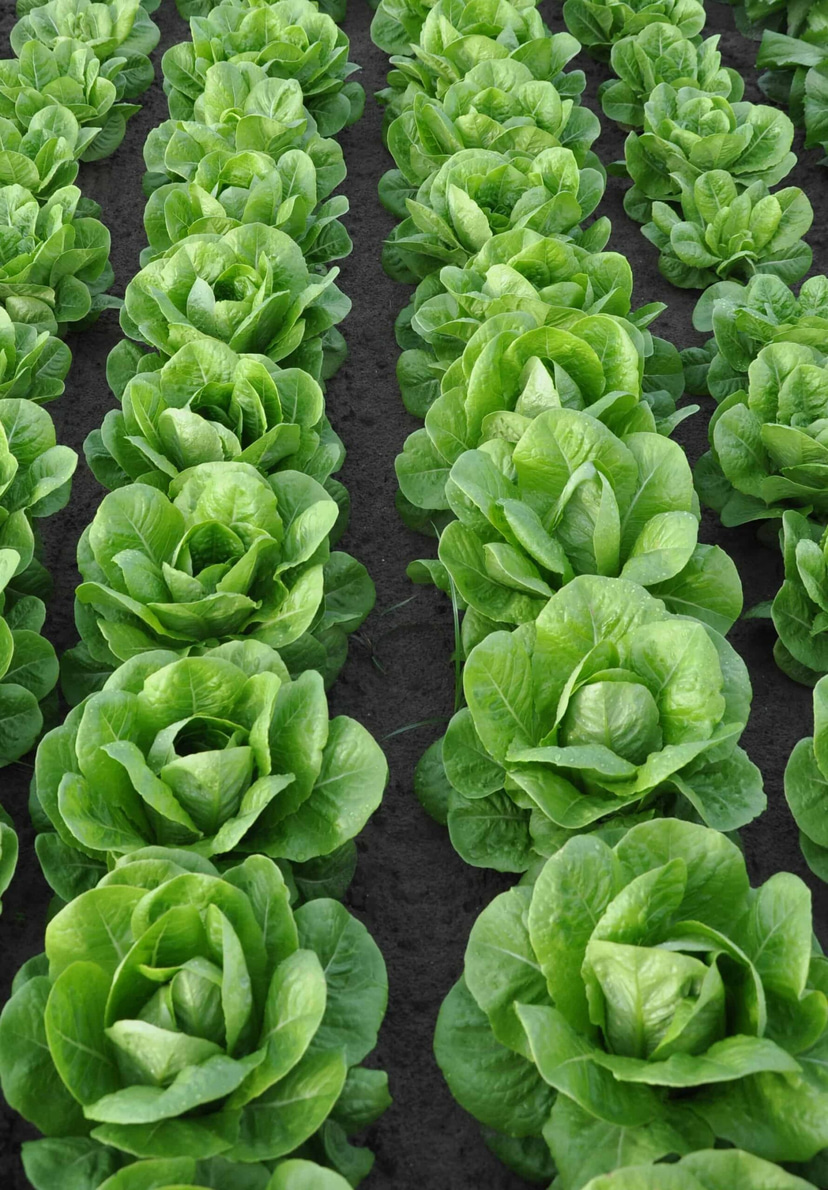 SM4.39 Cos Lettuce