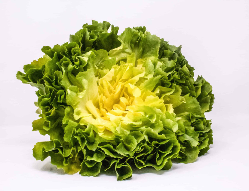 Maeve SB | Pelleted Organic Escarole seed