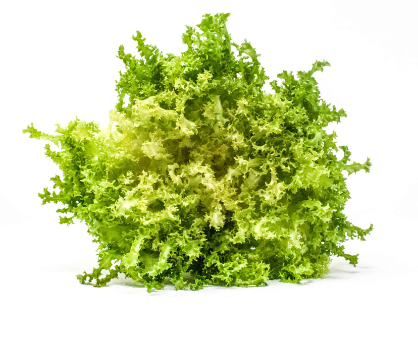 Long Day Frisee Endive Seed