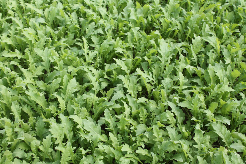 Aloft SB | Organic Wild Rocket Seed