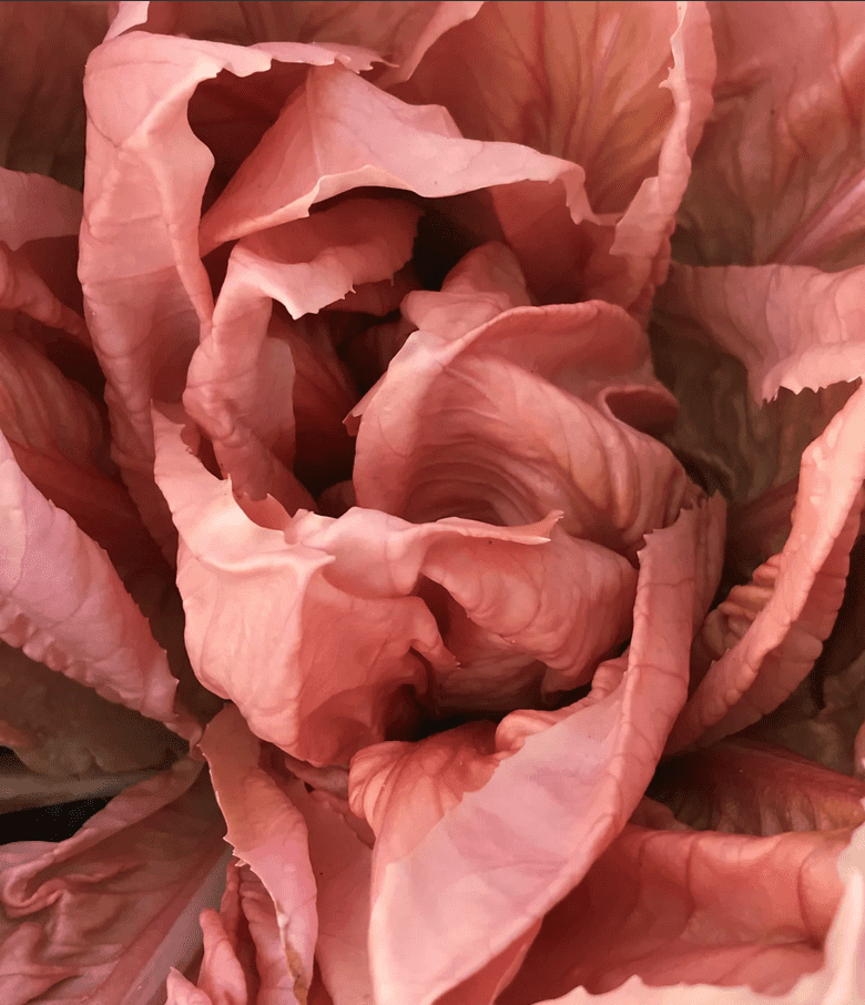 Passerina | Rosa del Veneto Chicory Seed