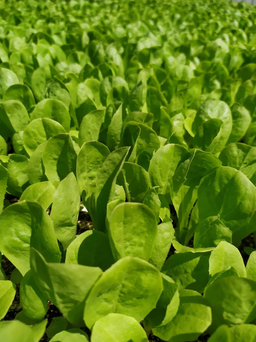 Trieste Sweet SB | Organic Baby Leaf Escarole Seed