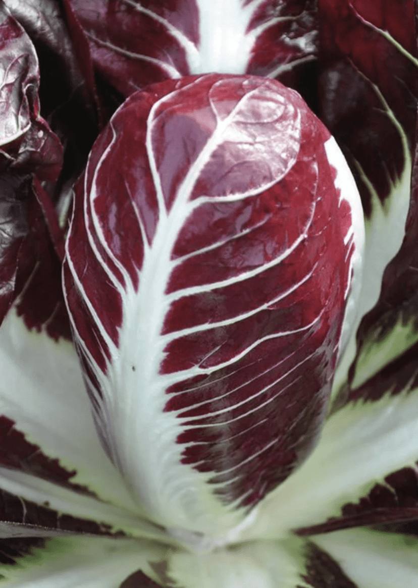 Pacifico | 110 Day Rossa di Treviso Precoce Chicory Seed